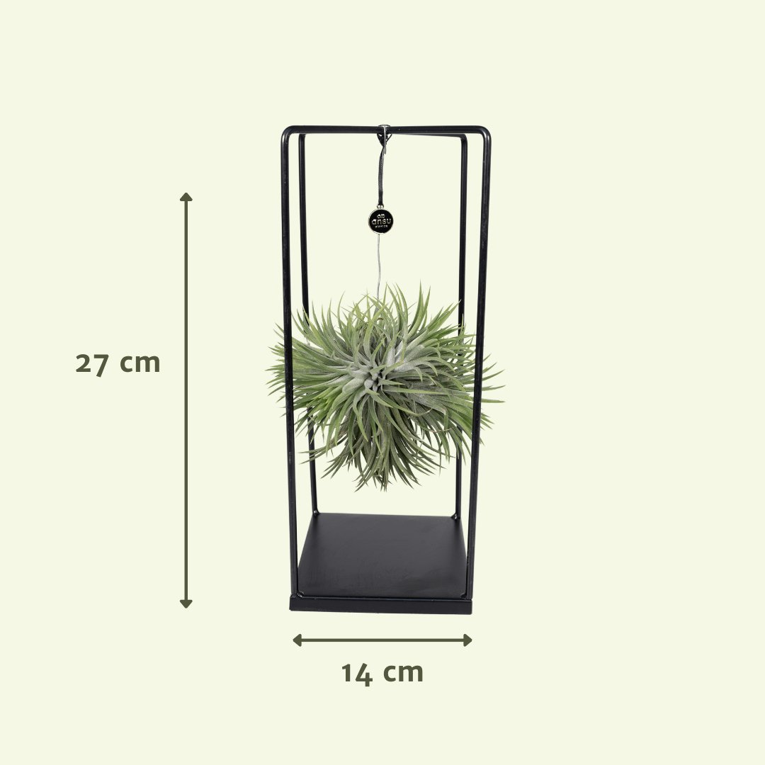 Livraison plante Tillandsia et son support en cube