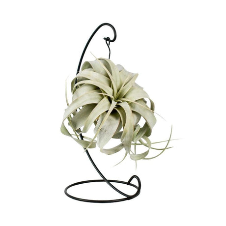 Livraison plante Tillandsia King Xero