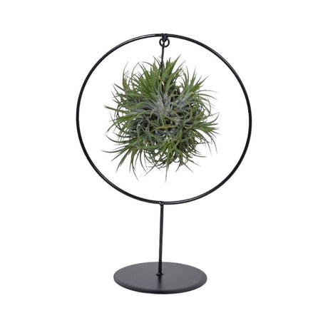 Livraison plante Tillandsia Ring Mix