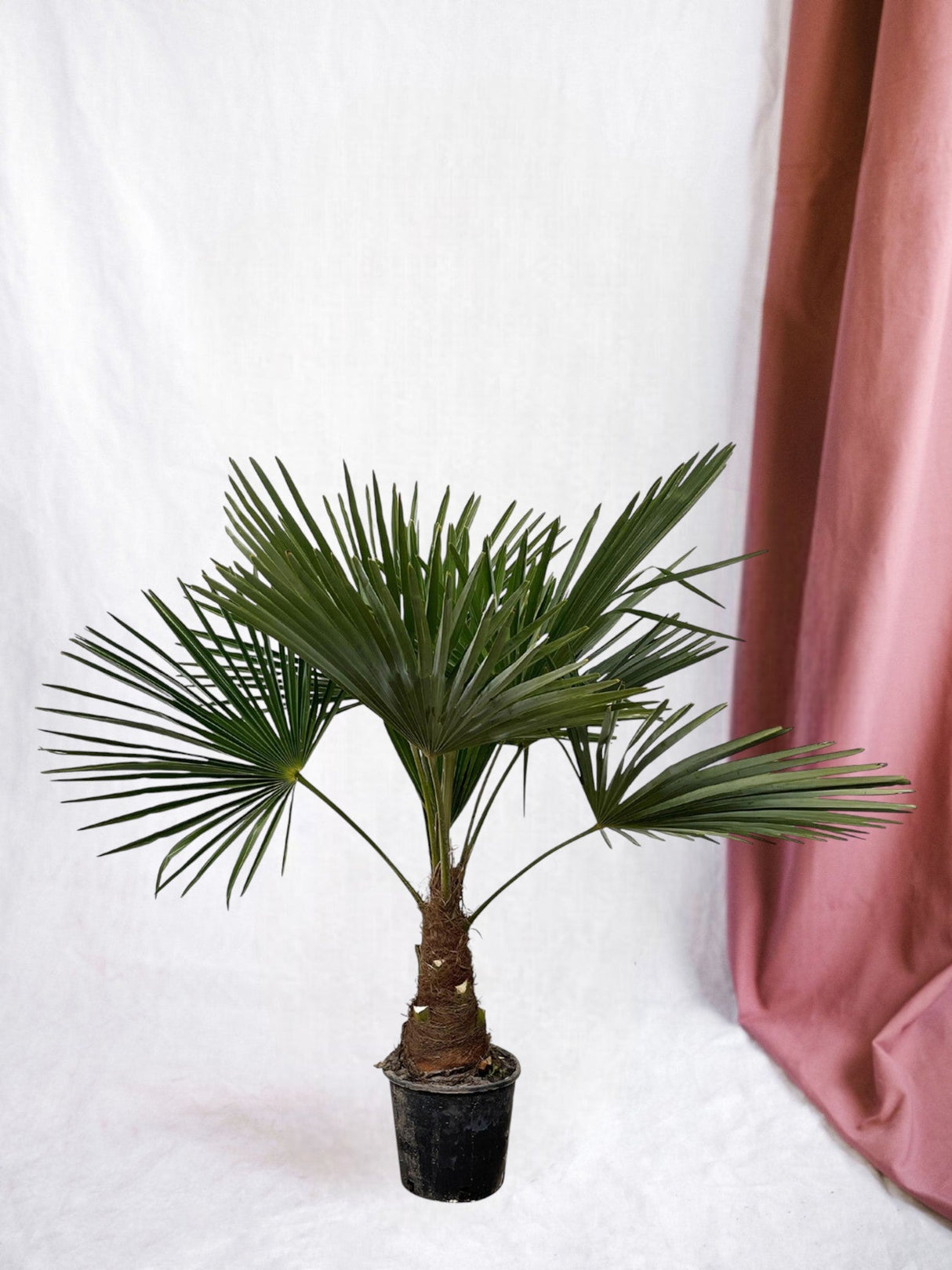 Livraison plante Trachycarpus