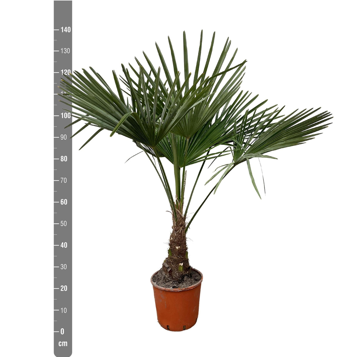 Livraison plante Trachycarpus