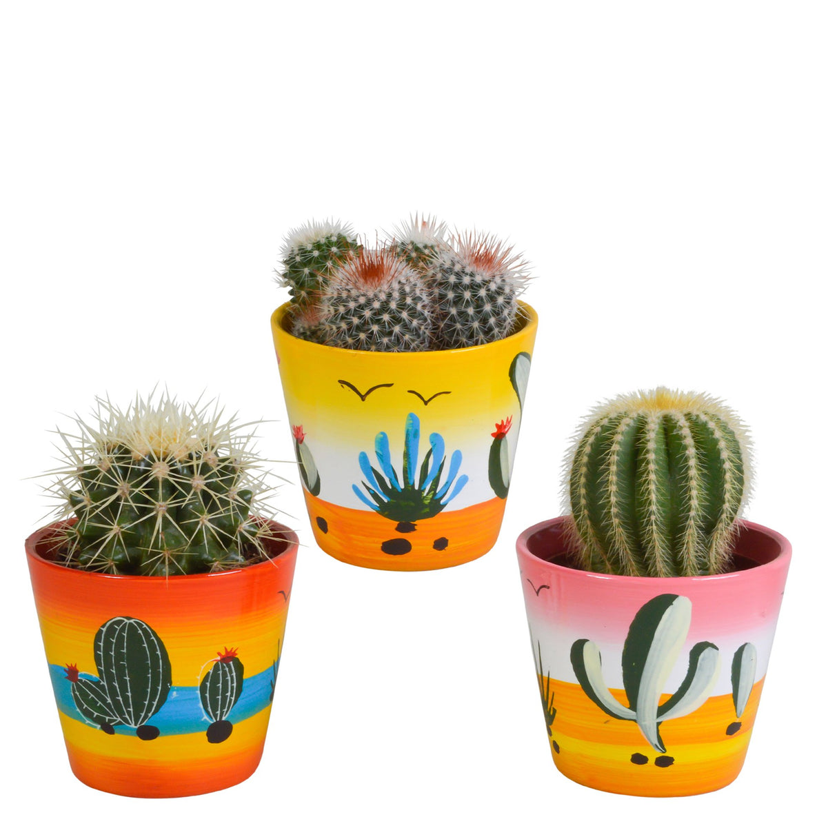 Livraison plante Trio de Cactus