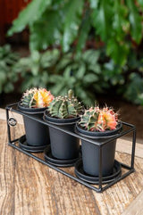 Livraison plante Trio de cactus rare avec pot et socle