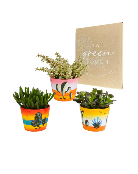 Livraison plante Trio de Crassula et leurs caches - pots h21cm