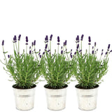Livraison plante Trio de Lavande angustifolia Felice® et leur pot