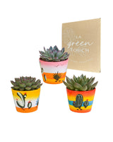 Livraison plante Trio d'Echeveria et leurs caches - pots h21cm