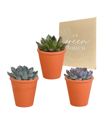 Livraison plante Trio d'Echeveria et leurs caches - pots terracotta h15cm