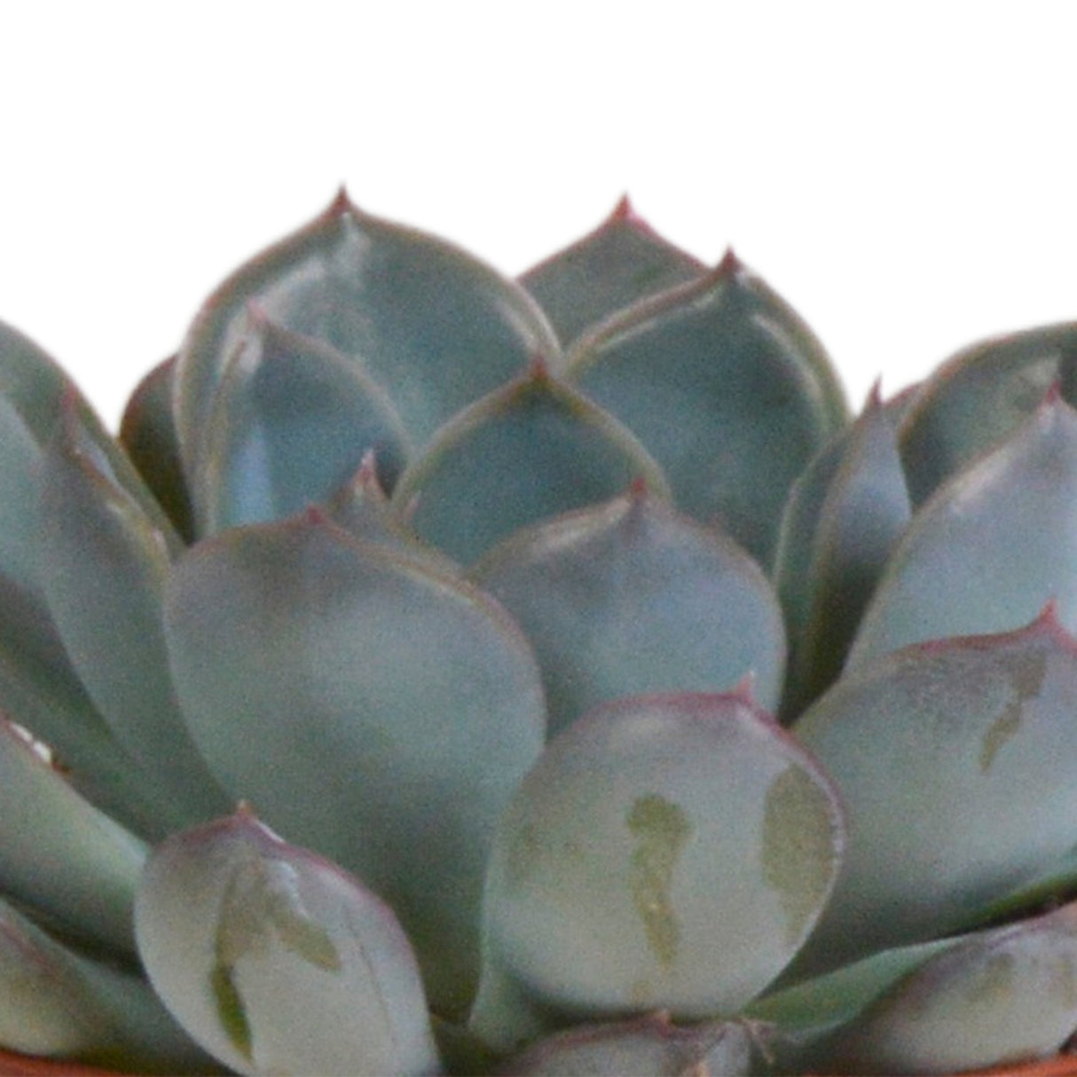 Livraison plante Trio d'Echeveria et leurs caches - pots terracotta h15cm