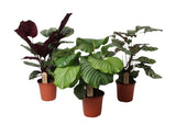 Livraison plante Trio grandes calathea - Ø21cm - ↕55cm