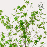 Livraison plante Tropaeolum Speciosum plante artificielle - h210cm