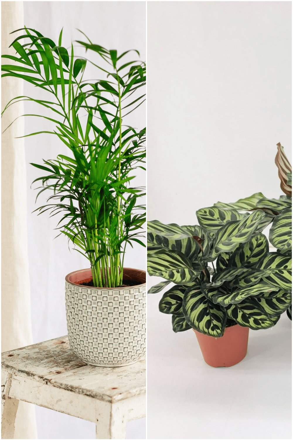 Livraison plante Tropical Elegance Indoor Plant Bundle