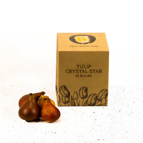 Livraison plante Tulipe Crystal Star - 15 bulbes