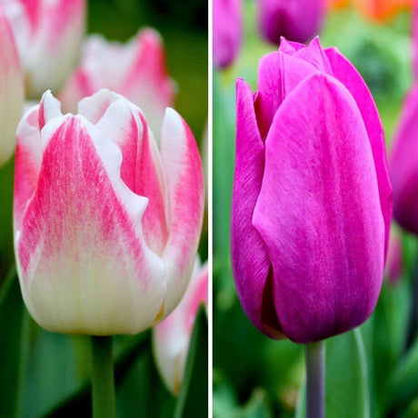 Livraison plante Tulipes Appie's Best - 30 bulbes - Taille 12+