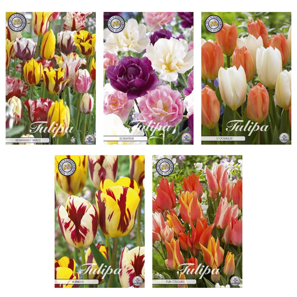 Livraison plante Tulipes - Mix de Jardin - 50 Bulbes