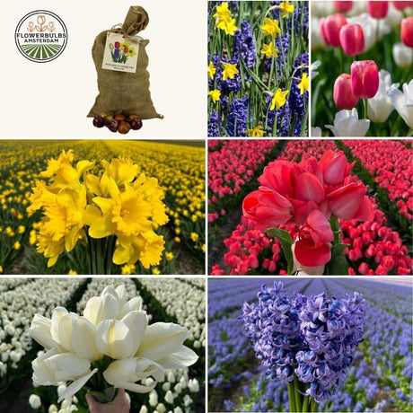 Livraison plante Tulipes, Narcisses, Jacinthes - Mix Super Hollandais - 100 Bulbes