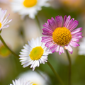 Vergeretta di Karvinski (Erigeron karvinskianus) 'Erigeron karvinskianus'