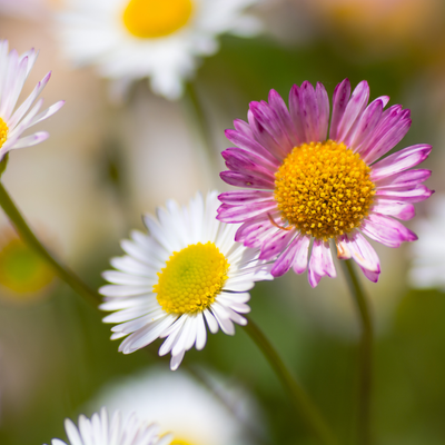 Vergeretta di Karvinski (Erigeron karvinskianus) 'Erigeron karvinskianus'
