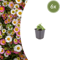 Vergeretta di Karvinski (Erigeron karvinskianus) 'Erigeron karvinskianus'
