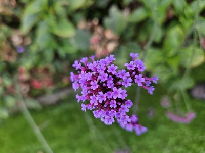 Vervena di Buenos Aires (Verbena bonariensis)