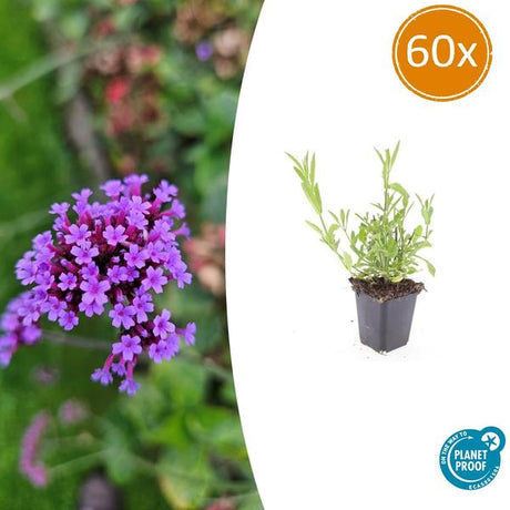 Livraison plante Verveine de Buenos Aires