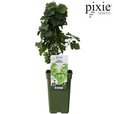 Livraison plante Vigne raisin 'Riesling' - ↨65cm - Ø19 - arbuste fruitier