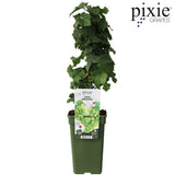 Livraison plante Vigne raisin 'Riesling' - ↨65cm - Ø19 - arbuste fruitier