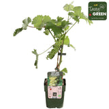 Livraison plante Vigne raison blanc 'Johannes' - arbuste fruitier