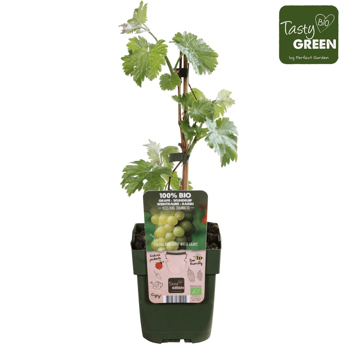 Livraison plante Vigne raison blanc 'Johannes' - arbuste fruitier