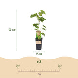 Livraison plante Vigne Vanessa & Himrod – Lot de 2 – Pot 15cm – Hauteur 50cm