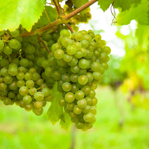 Livraison plante Vigne Vroege van der Laan – Lot de 2 – Pot 15 cm