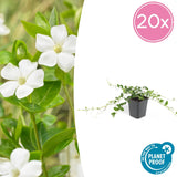 Livraison plante Vinca minor Alba - 20x h25cm d9cm