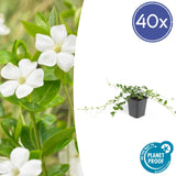 Livraison plante Vinca minor alba - 40x h25cm d9cm