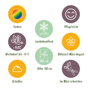 Livraison plante Vivaces d'ombre Mix – Lot de 8 – Pot 11 cm