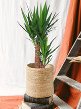 Livraison plante Yucca