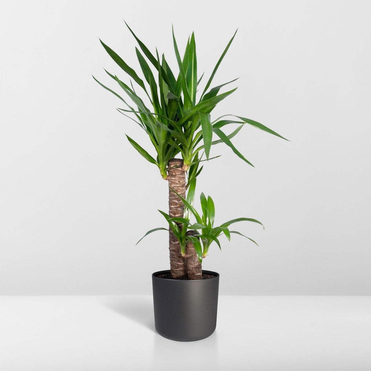 Livraison plante Yucca