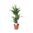 Livraison plante Yucca Elephantipes