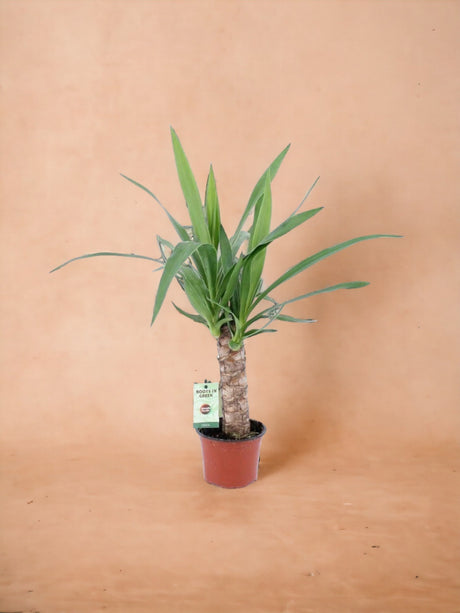 Livraison plante Yucca Elephantipes