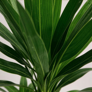 Livraison plante Yucca elephantipes d17cm h75cm