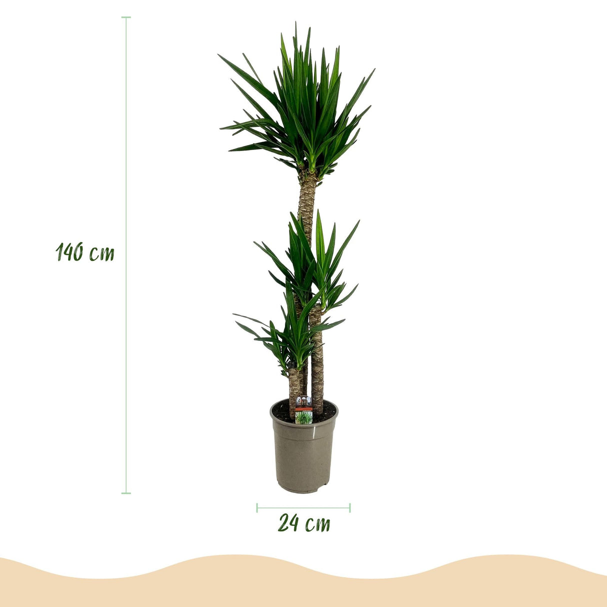 Livraison plante Yucca elephantipes d24cm H140cm