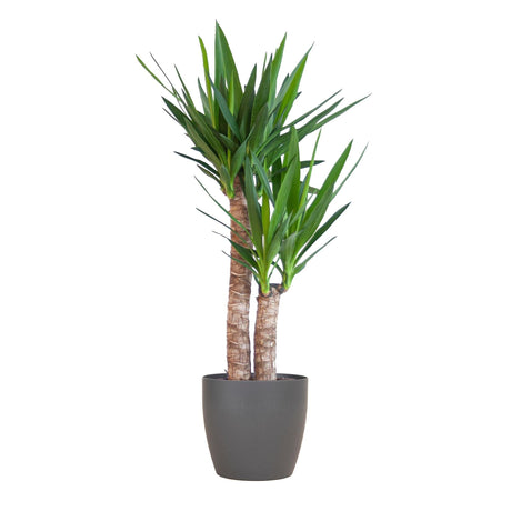 Livraison plante Yucca Elephantipes et son pot