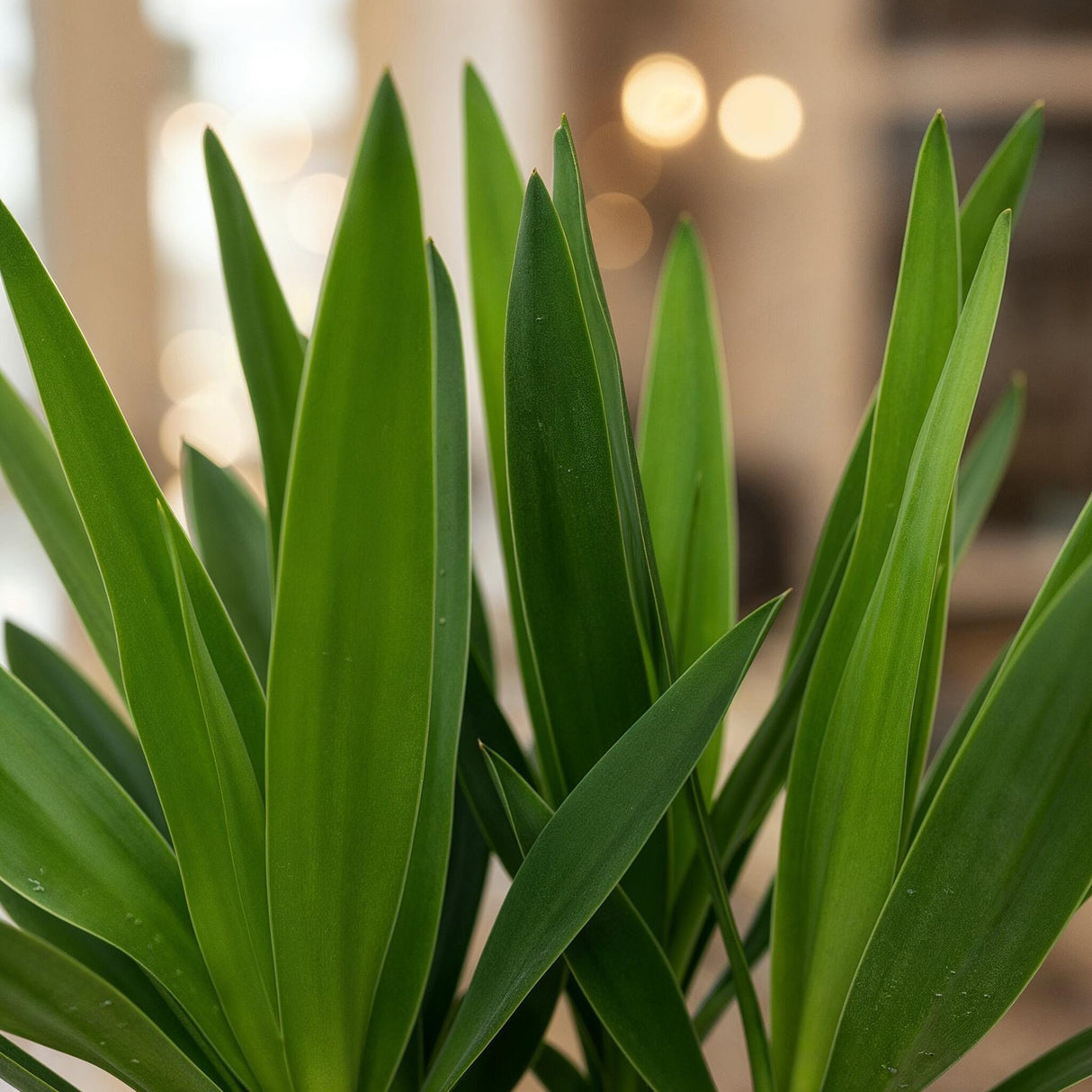 Livraison plante Yucca elephantipes – Lot de 2 – Pot 14 cm – Hauteur 55 cm