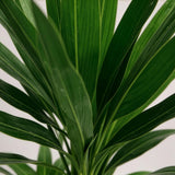 Livraison plante Yucca elephantipes – Lot de 2 – Pot 17 cm – Hauteur 75 cm