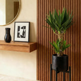 Livraison plante Yucca elephantipes – Lot de 2 – Pot 17 cm – Hauteur 75 cm