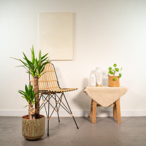 Livraison plante Yucca et son cache h100cm