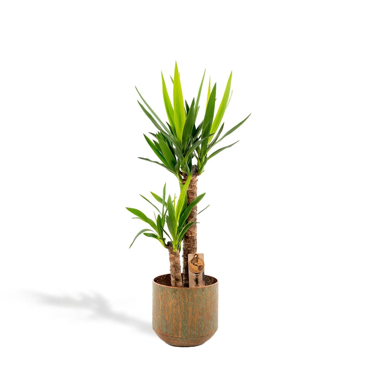 Livraison plante Yucca et son pot