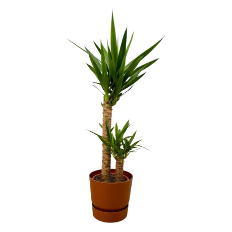 Livraison plante Yucca et son pot