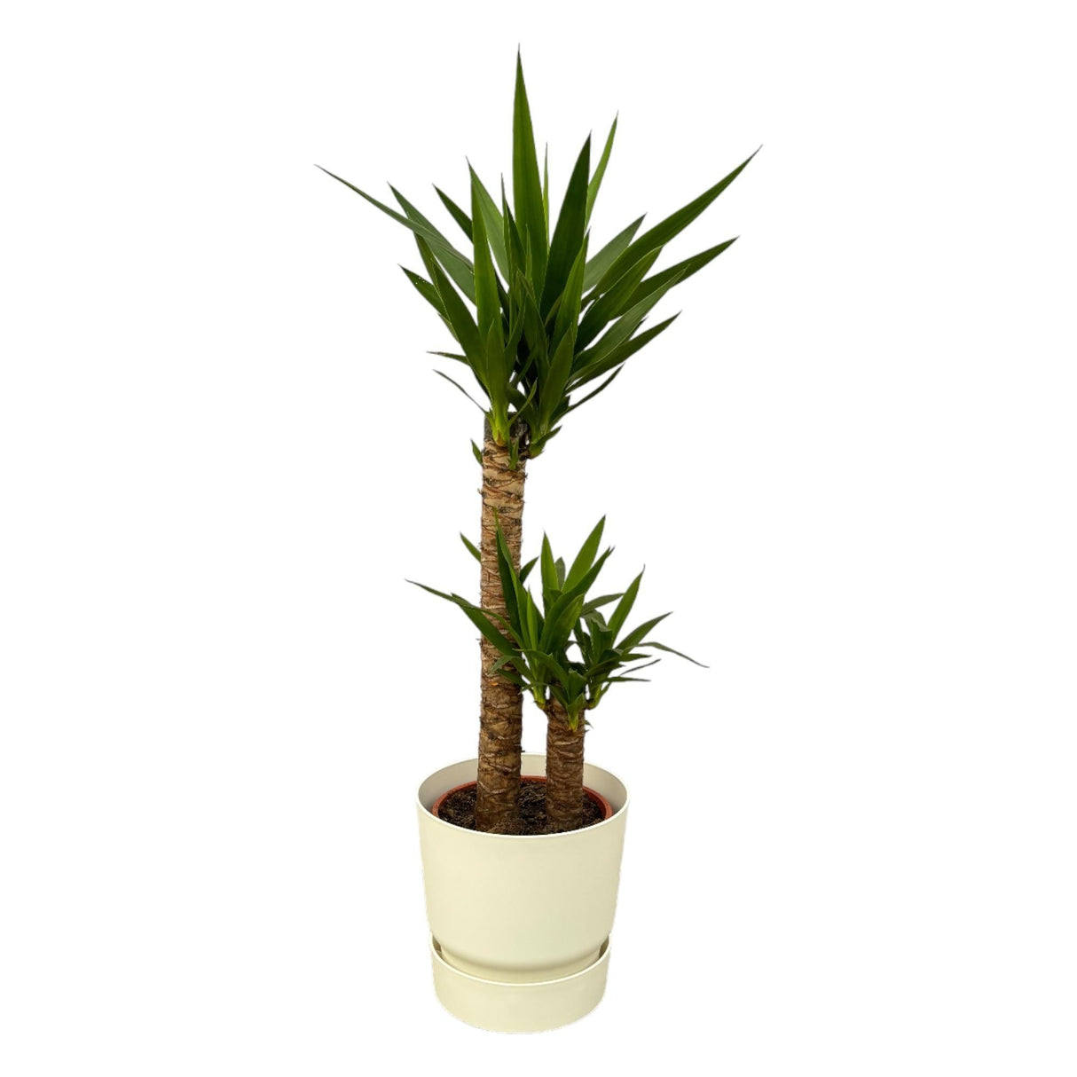 Livraison plante Yucca et son pot