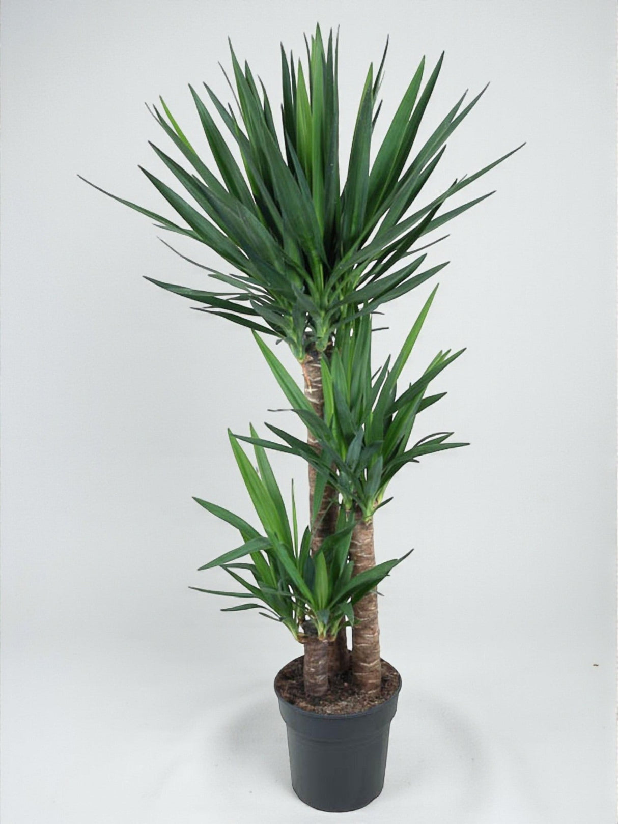 Livraison plante Yucca pied d'éléphant