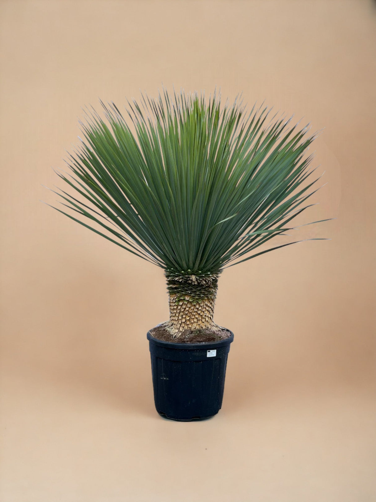 Livraison plante Yucca Rostrata h140cm