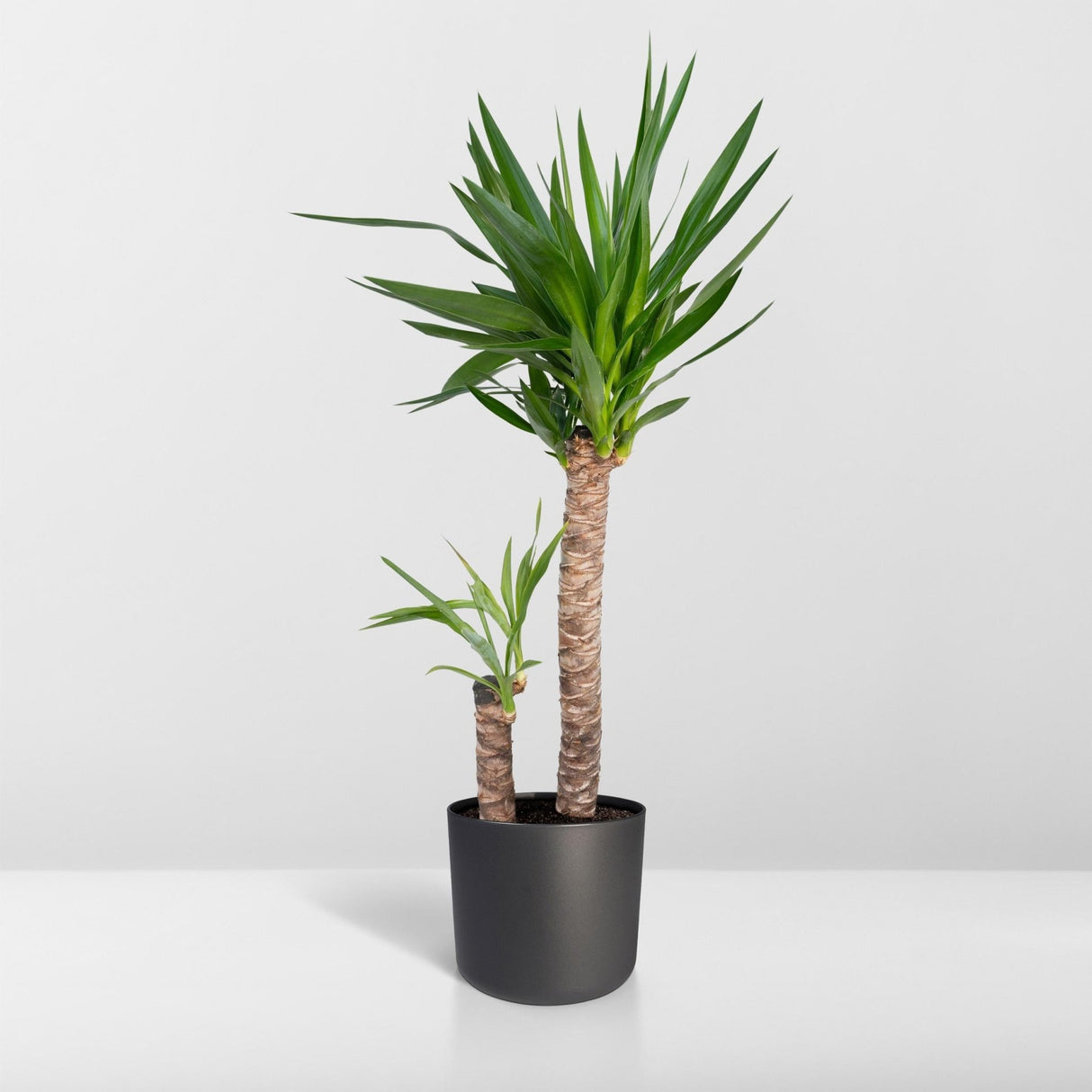 Livraison plante Yucca XL h100.0cm